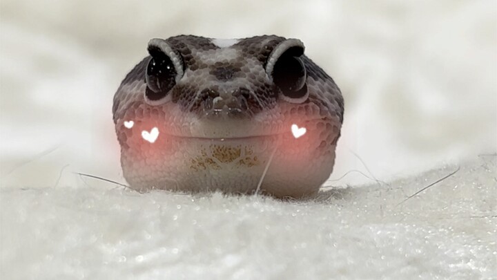 Mr. Otter’s Become a Mom!