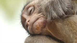 I Hope Lola Will Survive The Injuries and Walk And Run Again, I'm Worry Baby Lola Look So Weak