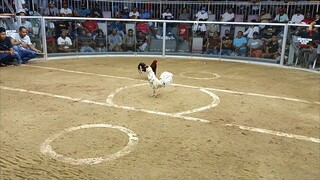 165 fights sa re opening ng one ilocos cock pit arena . LASAK