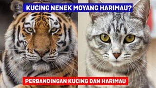 Kucing Nenek Moyang Harimau? Mari Lihat Persamaan Kucing dan Harimau - Siapa yang Menang?