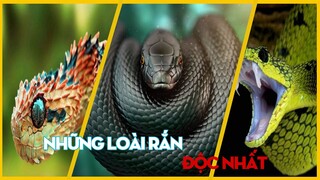 👉 TOP NHỮNG LOÀI RẮN CÓ NỌC ĐỘC MẠNH NHẤT THẾ GIỚI | KHÁM PHÁ TRÁI ĐẤT