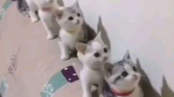 Cat's can't be scary
