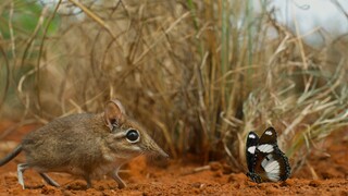 Trong thế giới nhỏ bé của họ, những điều kỳ diệu nho nhỏ luôn xảy ra!