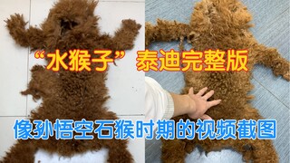 The Complete Version of "Water Monkey" Teddy