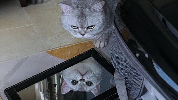 “Loài người, các ngươi có cảm nhận được sức ép của ta không?”