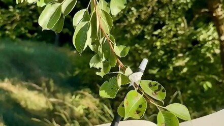 Cây muốn nói với bạn điều gì đây?