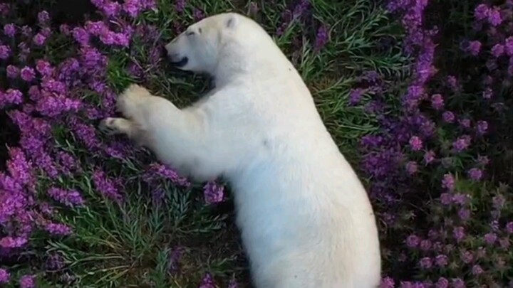 “Drone merekam seekor beruang kutub yang tengah terlelap”