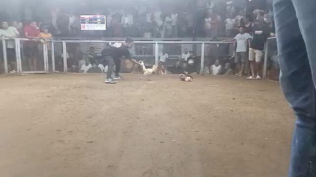 JTC CAINGIN 2HITS ULOTAN  APRIL 19 1ST FIGHT VERY OWN MILSEM BULIK BONG PENIDA