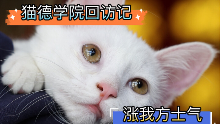 A Visit to the Cat Druid Academy – Boosting Our Morale in Preparation for the Great Battle Against t
