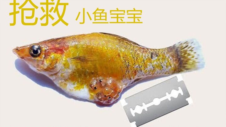 Urgent!!! Rescuing the baby fish in the guppy’s belly
