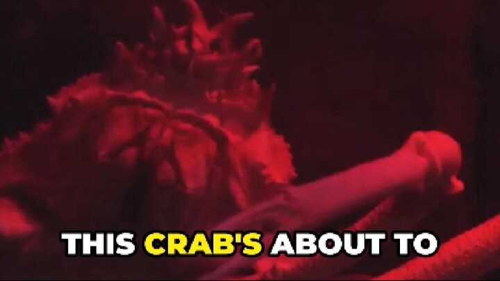 Can You Believe Spider Crabs Have 12-Foot Legs and Live Up to 100 Years?