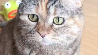 ลูกแมวกินโยเกิร์ต!