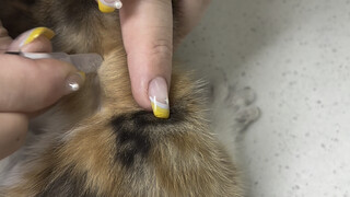 เก็บแมวน้อยสองตัวในชีวิตมาได้ ขอเฝ้าดูพวกเธอเติบโตขึ้นทุกวัน