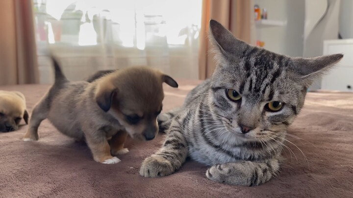 Trước chú cún con nhiệt tình, phản ứng thú vị của mèo 🐱