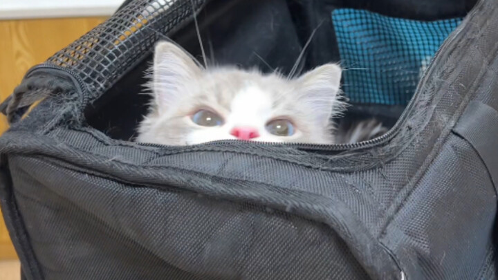 Đưa mèo đi khám sức khỏe, bác sĩ lại nói với tôi rằng…