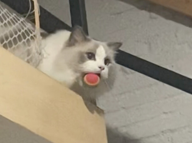He actually knows he’s a cat??