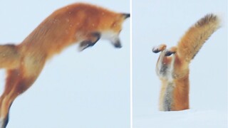 上一秒帅气扑食 下一秒卡在雪里