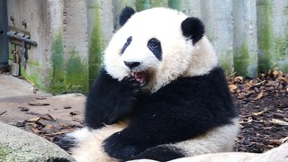 大熊猫和花：喝苹果汁吗？我可以免费帮榨汁