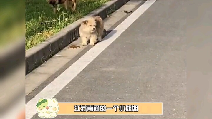 It's truly touching—this dog wants to entrust its puppies to the young lady who feeds it regularly, 