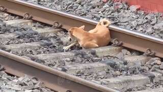 Vua của vùng đất này đã bị đánh bại, và đoàn tàu của người Ấn Độ đã đâm vào con voi và gây ra thương