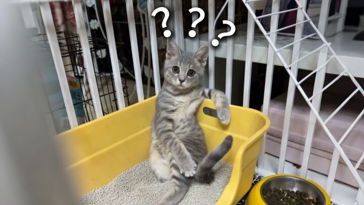 “Award-Winning Collection of Animals’ Confusing Behaviors 268”