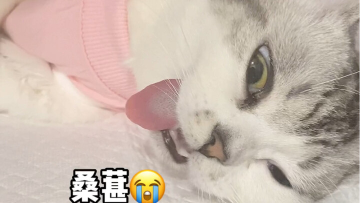 In the end, I still had the mulberry tree spayed. Was that last bit me being scolded???