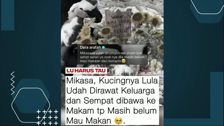 SESAYANG ITU LULA SAMA MIKASA, KUCINGNYA 🥺