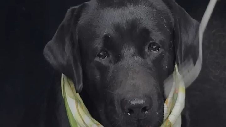 The Bowl at the End of the World #dog #asmr #labrador