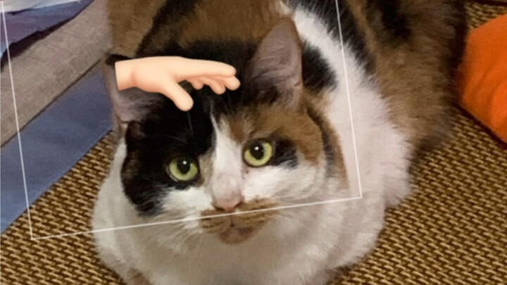 How do out-of-town college students pet their cats?