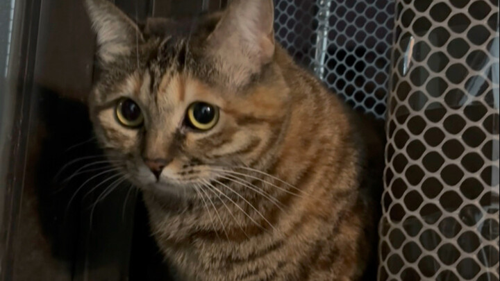 Dingdang: I don’t know! A stray cat showed up at my place and immediately pooped in my litter box…