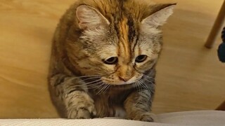 Một chú mèo con thiếu tự tin trông như thế nào?