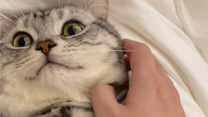 Inilah alasan para pencinta kucing tak bisa keluar rumah saat malam tahun baru… Siapa yang tahan sam