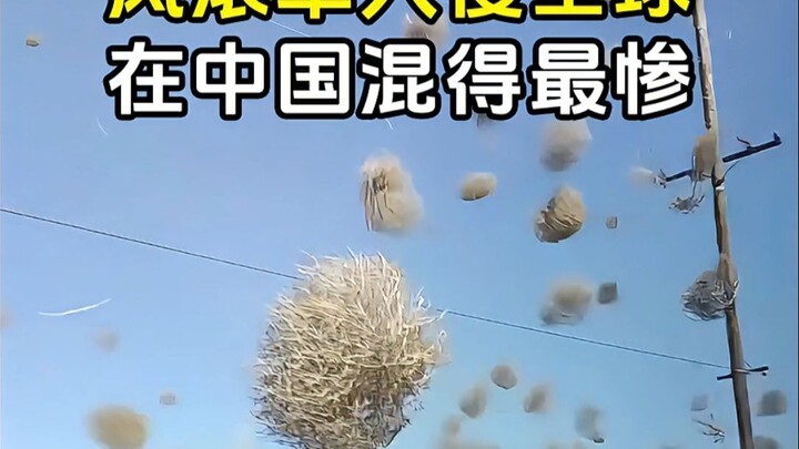 لماذا تغزو نباتات التدحرج العالم، لكنها تعاني أسوأ حال في الصين؟