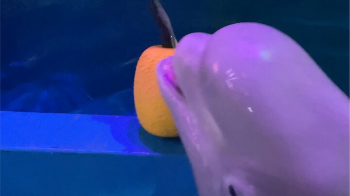 เจ้าหมาดำแสนฉลาด