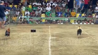 Only win of Basaguleros at 4-cock elims of Sta Monica 12-cock derby 4/22/24
