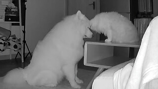 [Satwa] [Cat Person] Jika bukan kamera pengawas aku tak akan percaya
