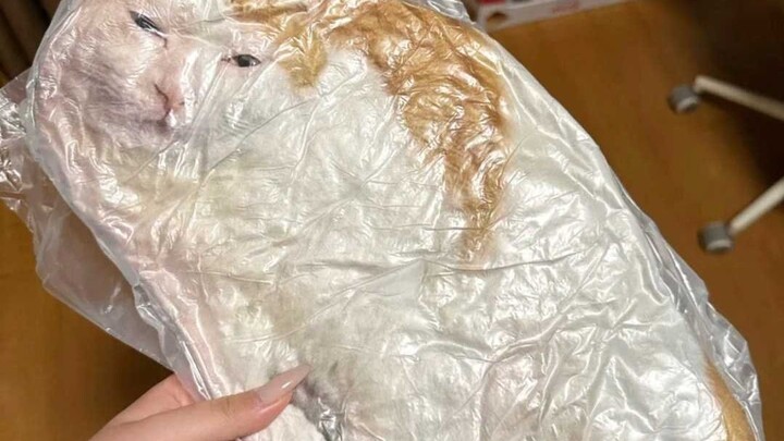 แมวไม่เชื่อฟัง ตีมันจริงๆ แล้วได้ผลไหม?