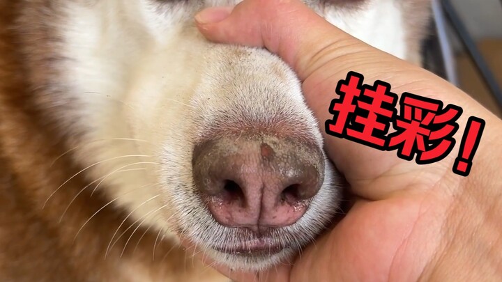 Thằng ngốc Nhị Hạ vì giấu xương mà mũi bị cọ xát đến trầy xước, nhưng kỹ năng thì quả thực siêu đỉnh