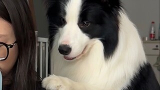 养狗人眼中的自己VS狗子眼中的养狗人