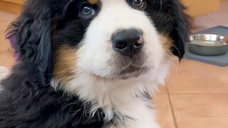 Bernese Mountain Dog—The Sweetheart of the Dog World