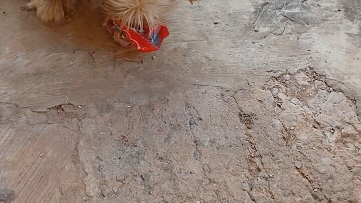 Picolé de Fígado de Galinha.