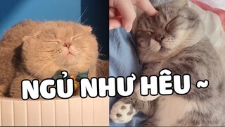 Những Con Lợn Béo Ú Ham Ăn Và Thích Ngủ Gật 😁 | Pets TV