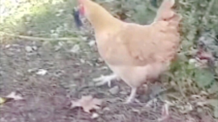 Bắt chuột thì phải nhờ anh Khôn đây.