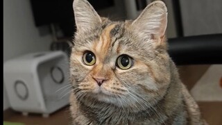 原来这就是馋猫