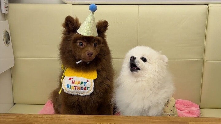 With beef right in front of them, does the Pomeranian still have time to think about throwing a part