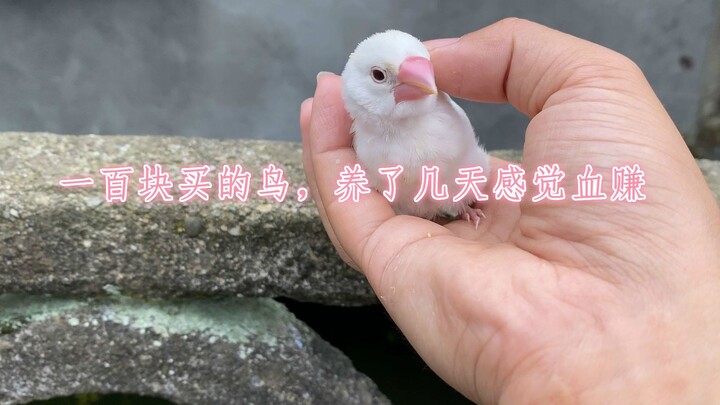 จ่าย 100 หยวนซื้อนกตัวหนึ่ง มาเลี้ยงได้ไม่กี่วันก็รู้สึกคุ้มสุดๆ!