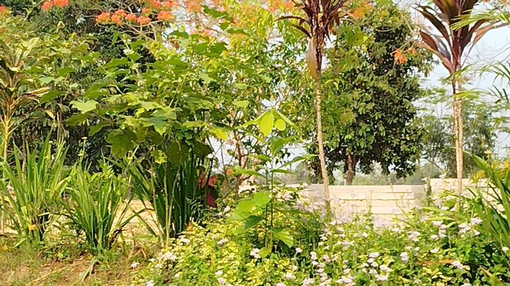Real Nature OF Bangladesh