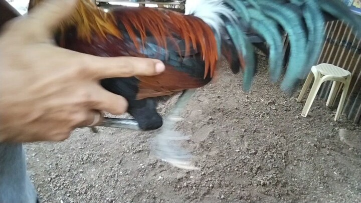 SBR VS TORNADO HATCH 6 MONTHS OLD