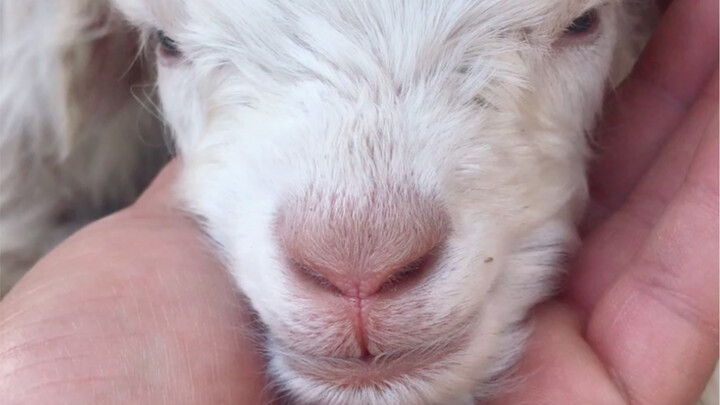 Sharing with you a batch of newborn lambs, just one or two days old!