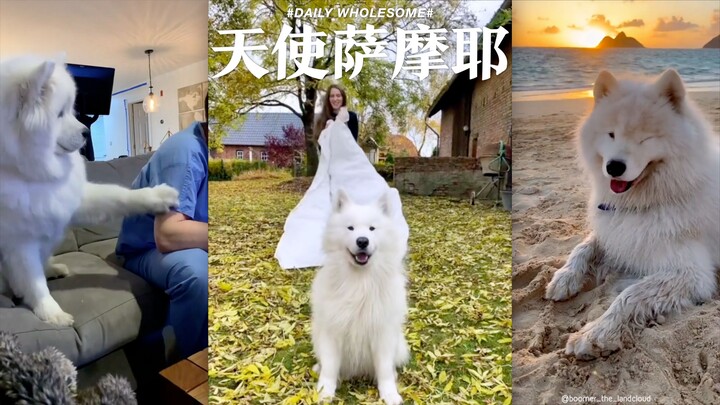 Mengenai Samoyed, inilah yang perlu Anda ketahui...
